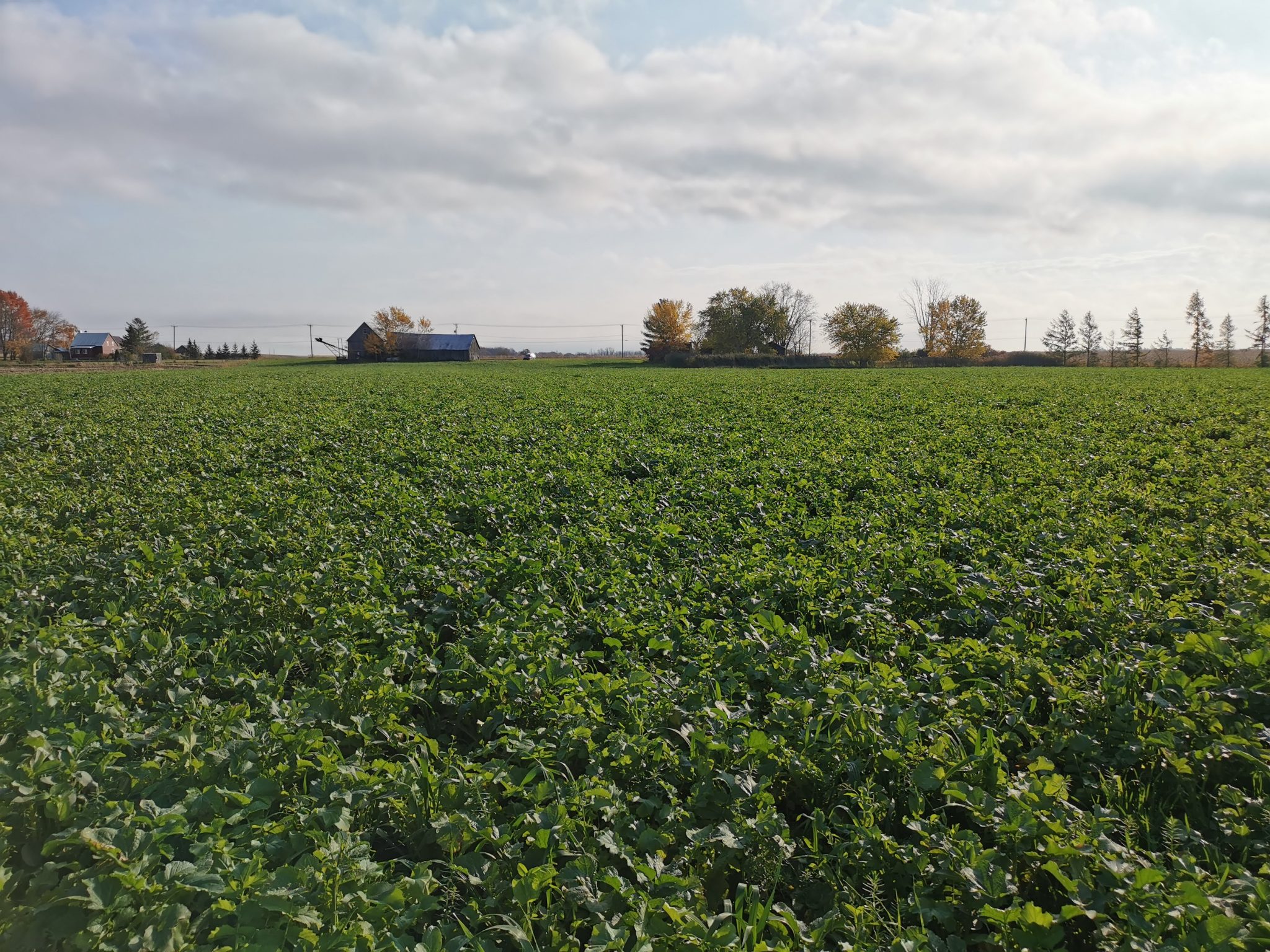 Cover Crops A Secret Weapon For Healthy Soil Organic Federation Of   2.Cover Crop Mixture Fall Sampled OSCIII 2048x1536 