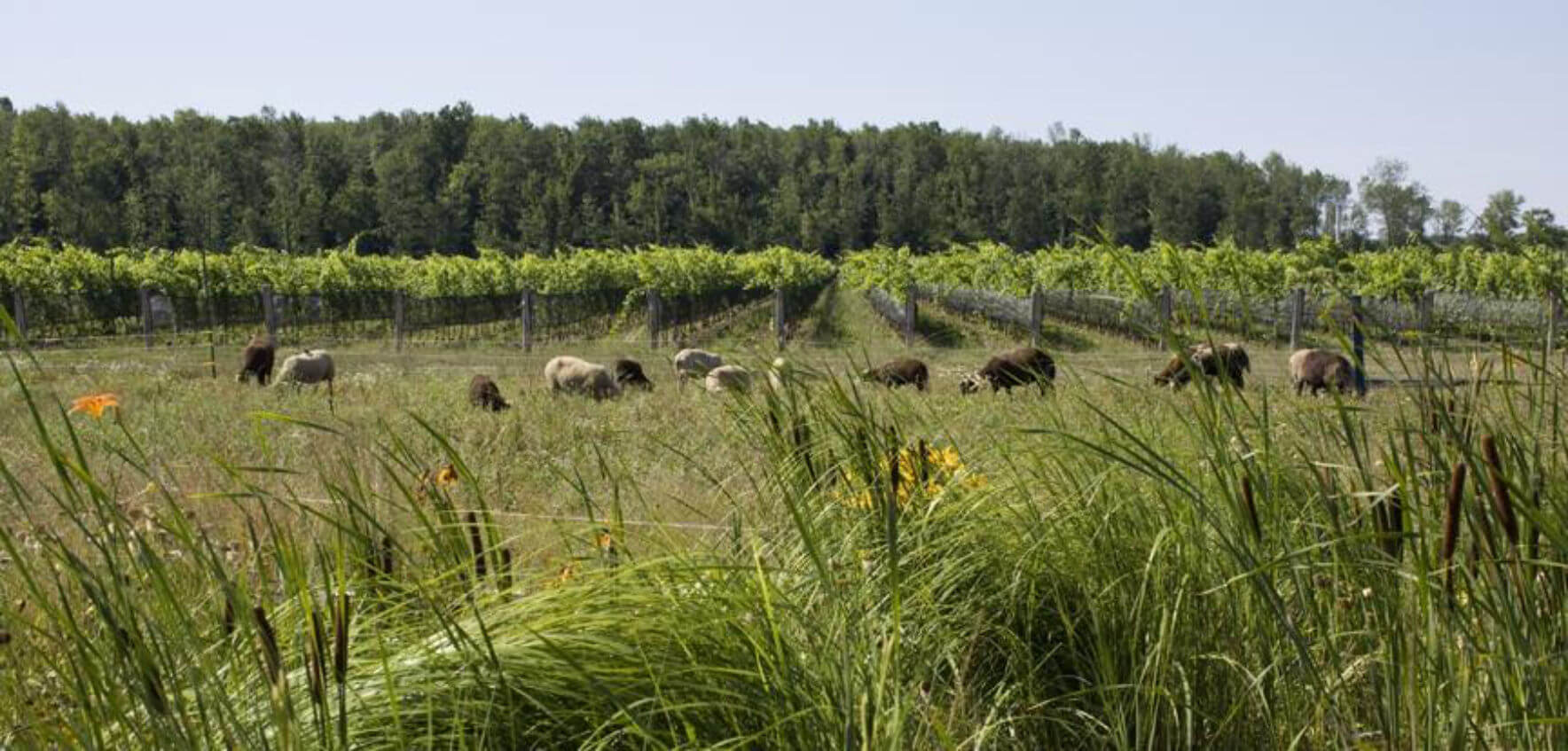 210512 InfoBio HC Southbrook Vineyards - Image 4