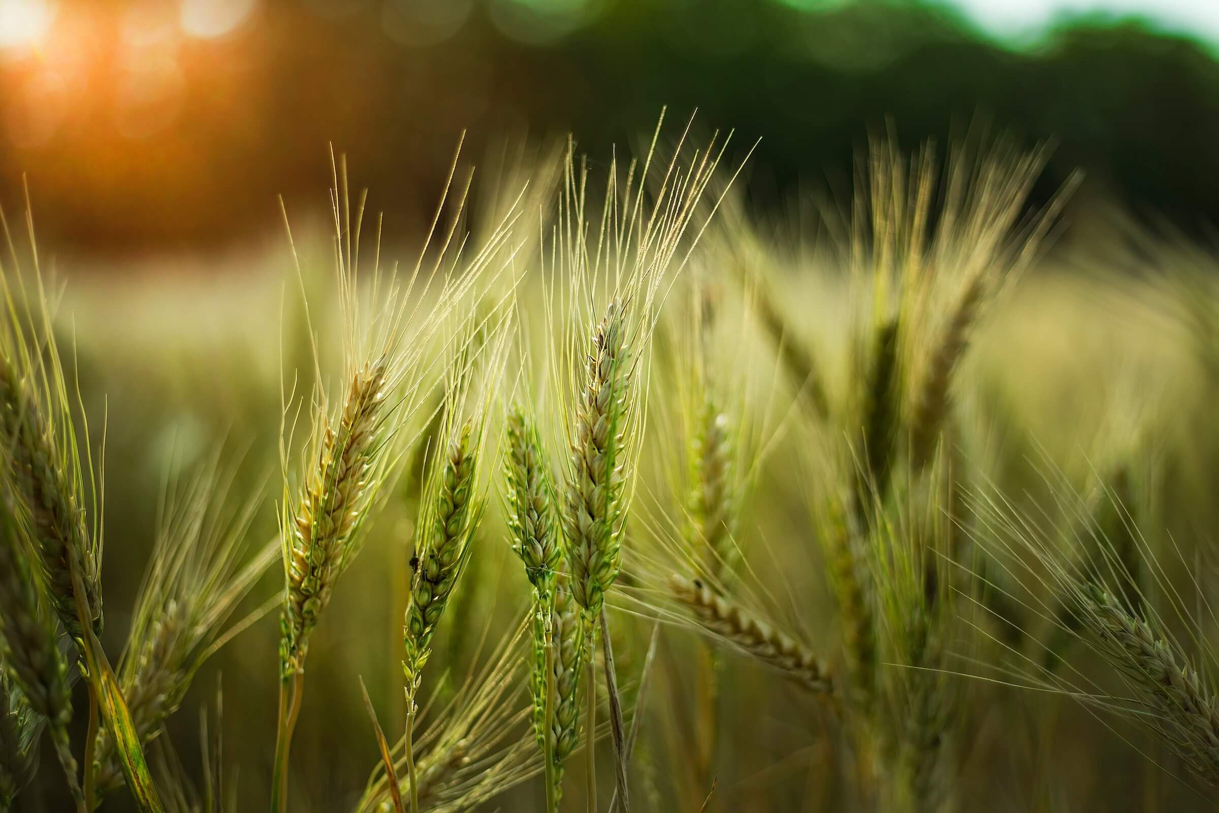 210803 InfoBio - Organic as a Platform for Ecological Innovation in Agriculture - Featured Image