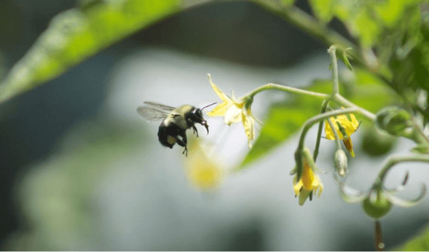 Pollinator on flower - Organic Advocacy, Organic Federation of Canada