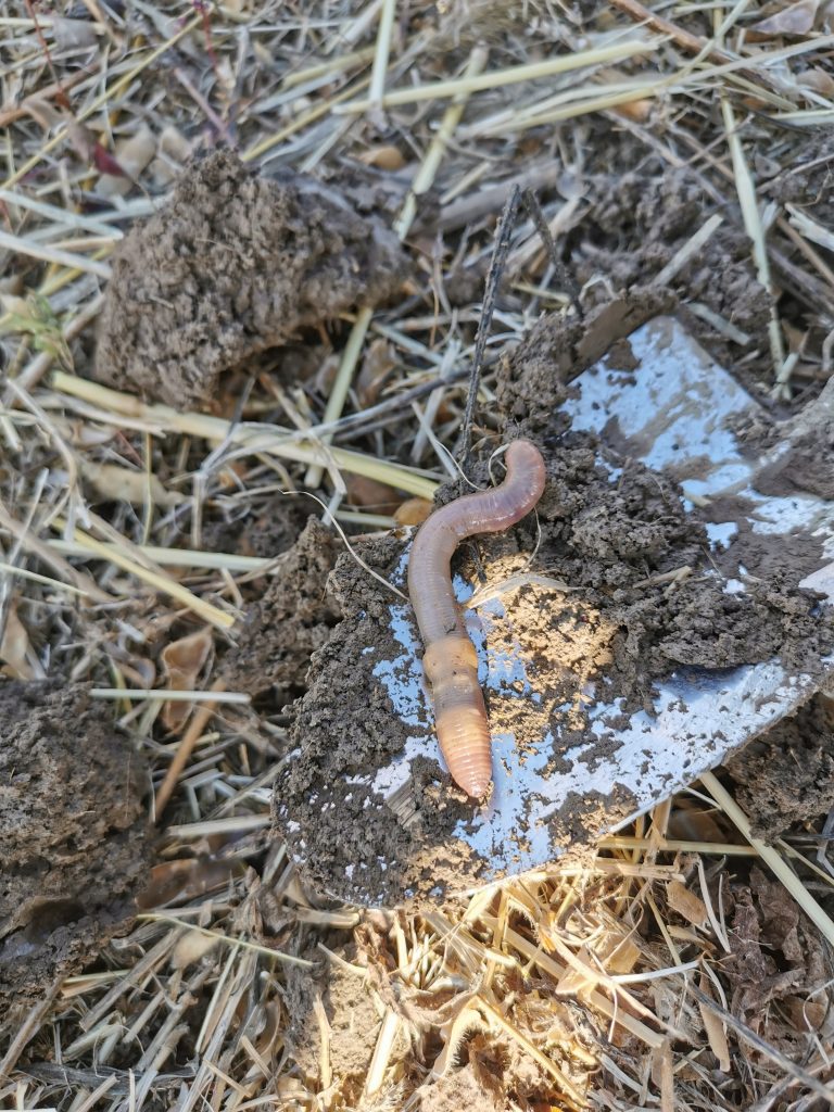 Earthworm in a Soybean Field - Organic Science Canada Magazine Spring 2022