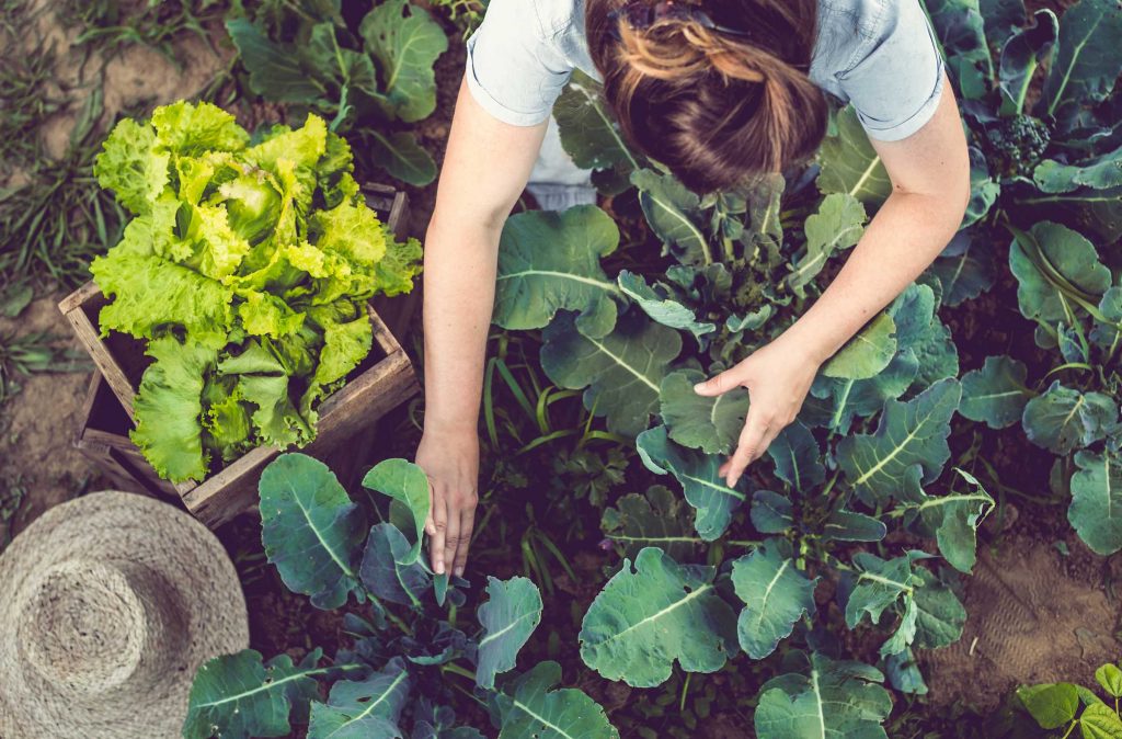 The Journey of an Organic Banana - Organic Federation of Canada