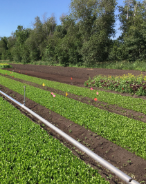 Baby Greens - Organic Science Canada 2022