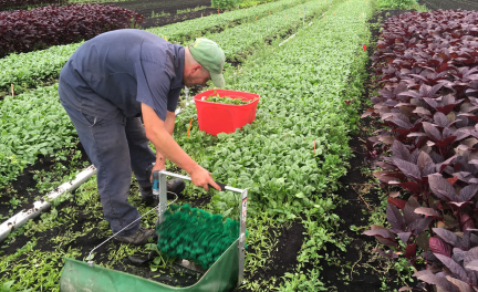 Better Baby Greens -Organic Science Canada 2022