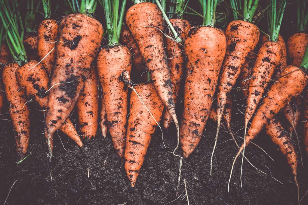 Footer Image of Carrots - Organic Federation of Canada