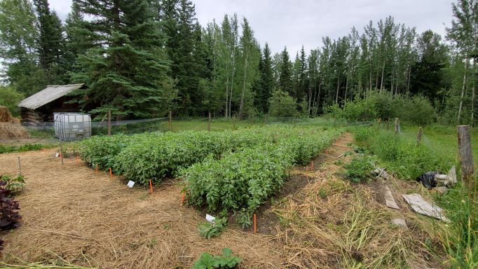 Fava plots at Fourth Sister Farm - Organic Science Canada 2022