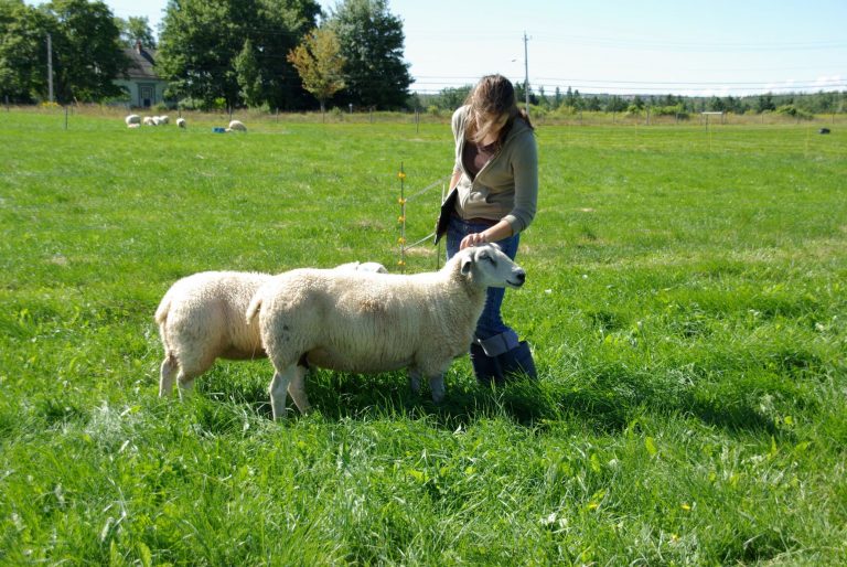 Organic Sheep Parasites - Organic Science Canada 2022