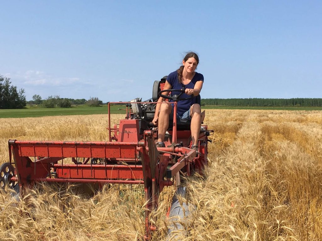 OSC Magazine - Spring 2022 - Wheat Harvesting