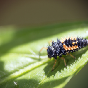 Insectes utiles en agriculture biologique