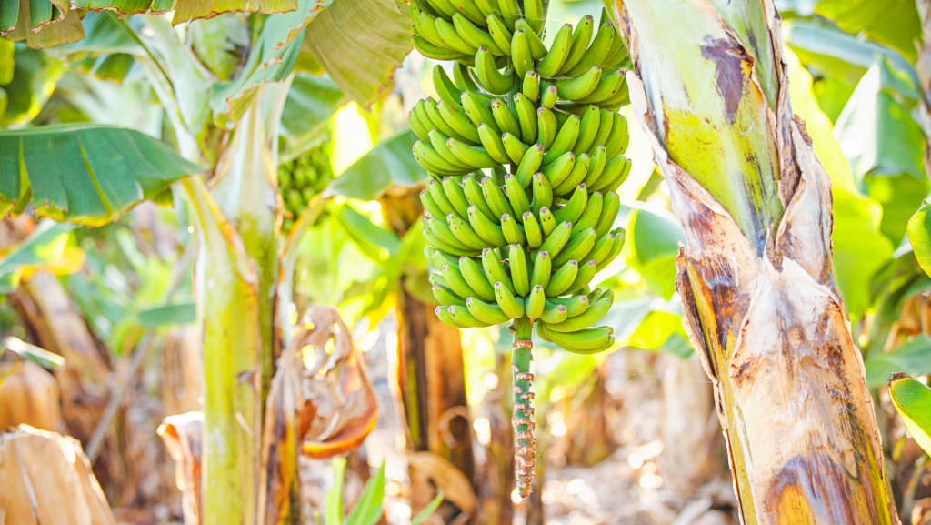 The Journey of an Organic Banana - Organic Federation of Canada