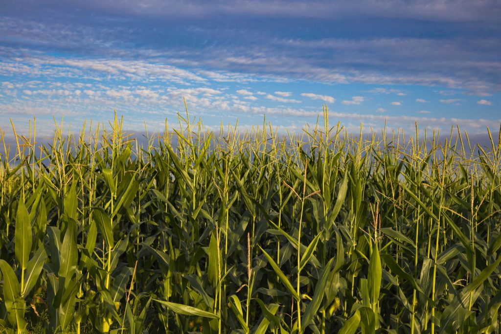 corn field