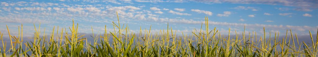 corn field