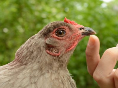 Petting an Easter Egger Chicken