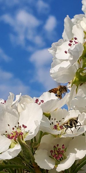 Apple Blossom and bee
