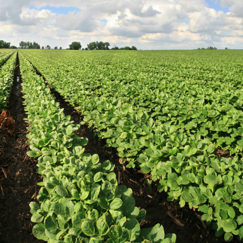 Field Crops - Organic Federation of Canada