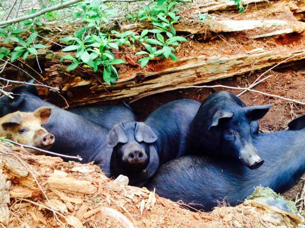 Pasture raised pigs