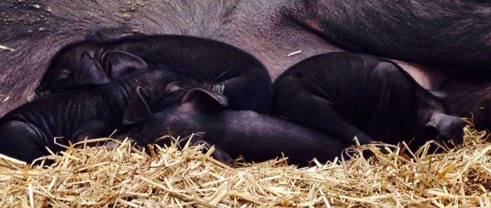 Pasture raised piglets